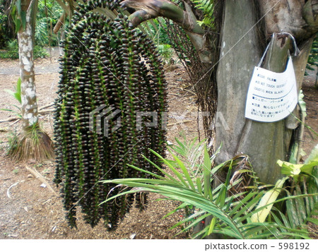 危險的植物 598192