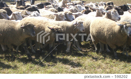A flock of sheep 598202