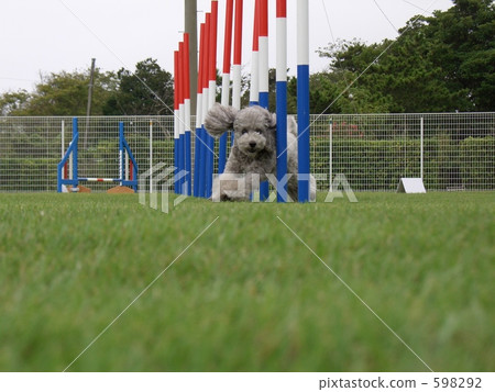 toy poodle 598292