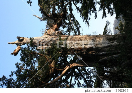 Yakushima Kimotosugi Yakushima Kimotosugi 598365