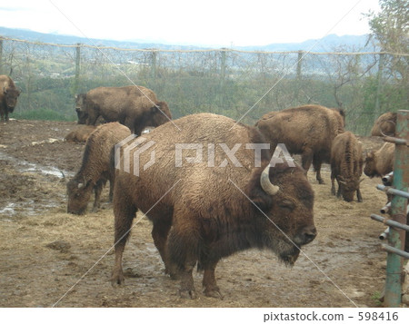 Buffalo 598416