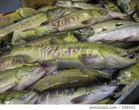 秋天鮭魚 卸貨 海產品 598435