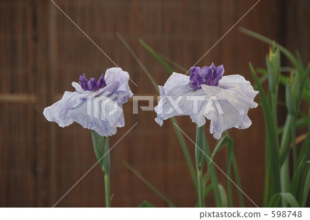 Iris Iris 598748