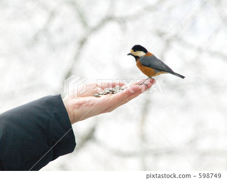 Wild bird in hand "Yamagara" Wild bird in hand "Yamagara" 598749