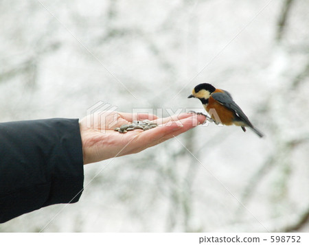Wild birds in hand "Yamagara" Wild birds in hand "Yamagara" 598752
