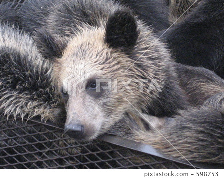bear, bears, land mammals 598753