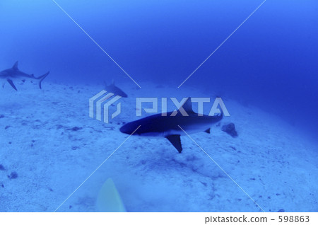shark, sharks, sandy soil 598863