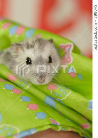 Nakayoshi hamster Nakayoshi hamster 599045