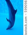 dolphin, dolphins 599098