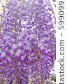 wisteria trellis, wisteria, purple 599099