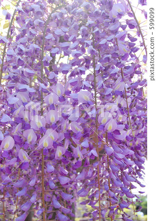 wisteria trellis, wisteria, purple 599099