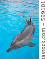dolphin, dolphins 599101