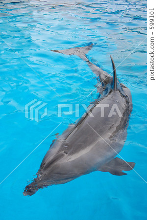 dolphin, dolphins 599101