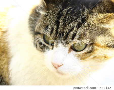 - Gaze - - Gaze - 599132
