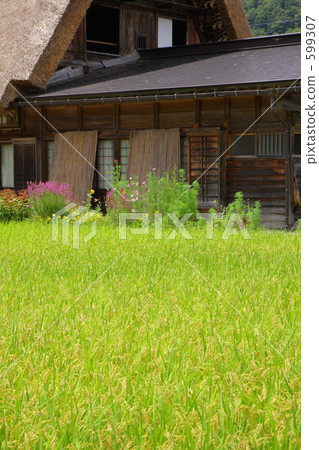 Shirakawago and paddy fields 599307