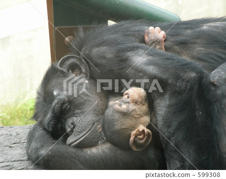 Parent and child of gorilla 599308