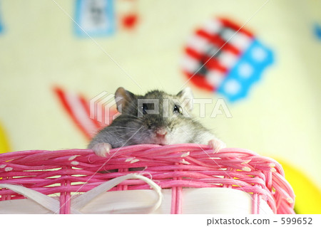 Nakayoshi倉鼠 599652