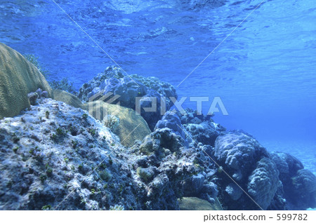 coral, ocean, sea 599782