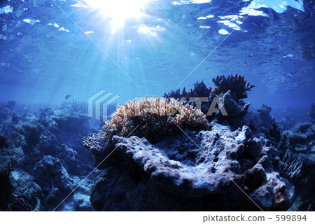 coral, ocean, sea 599894