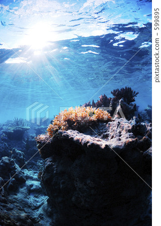 coral, ocean, sea 599895