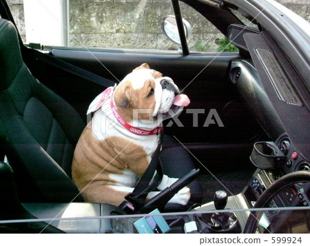 bulldog, dogfighting, convertible 599924