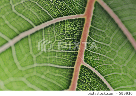 Leaf vein 599930