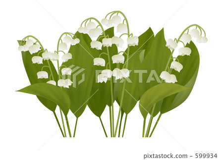 lily of the valley, illustration, convallaria 599934