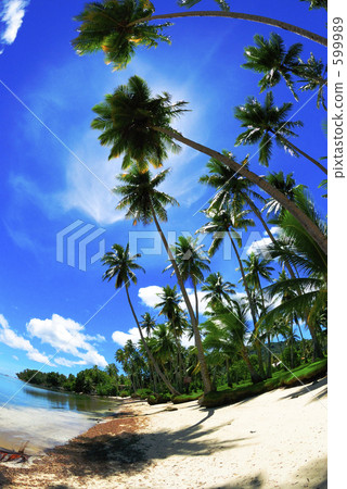 palm trees, palmtree, palmtrees 599989