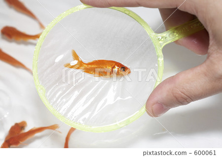 Goldfish scooping Goldfish scooping 600061