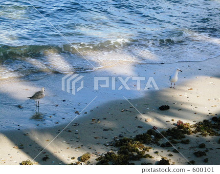 southern island, natural heritage, new caledonia 600101