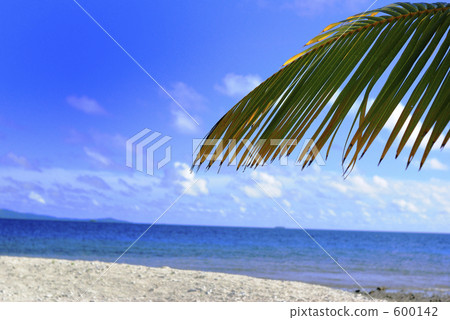 jeep island, truk atoll, trees 600142