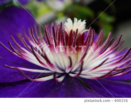stamen, blue flowers, Blue Flower 600158
