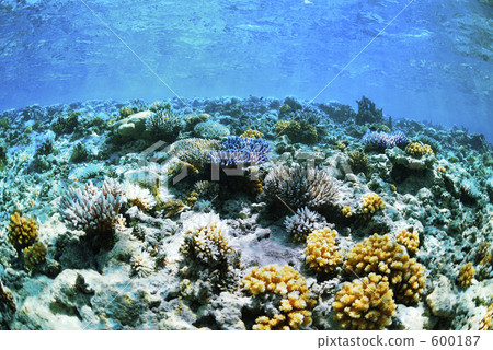 coral, blue water, marine 600187