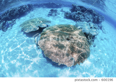 coral, blue water, marine 600196