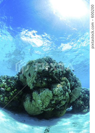 珊瑚 海 大海 600200
