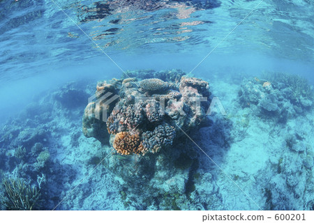 coral, blue water, marine 600201