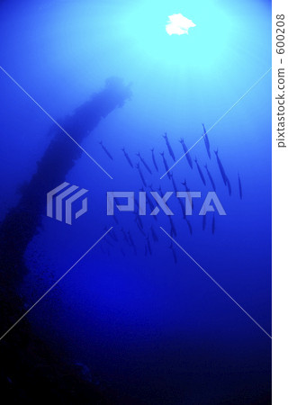 barracuda, sunken ship, school of fish 600208