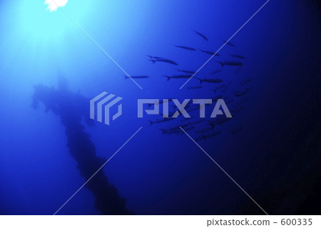 barracuda, sunken ship, school of fish 600335