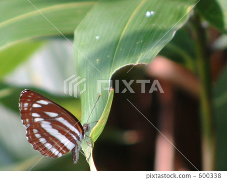 Mottle butterfly on bamboo grass 600338