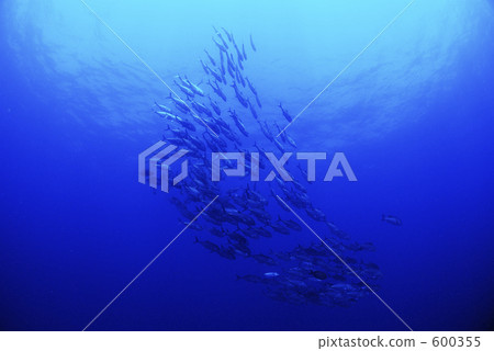 barracuda, school of fish, fish 600355