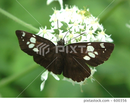 White flower brown butterfly White flower brown butterfly 600356