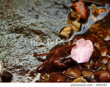 薩瓦的春天 600387