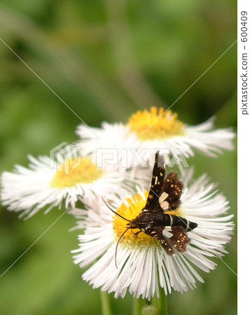 Little sparrow 600409