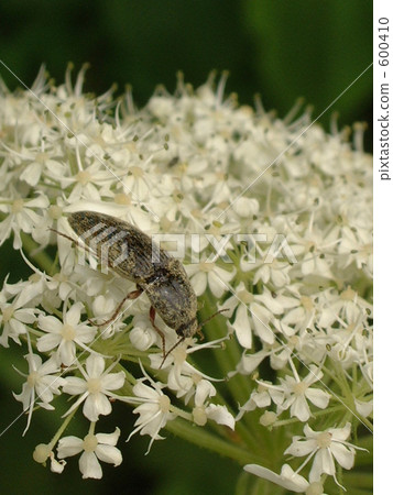 Rice crabgrass on flowers 600410