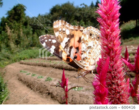 山地的Acacathetha 600416