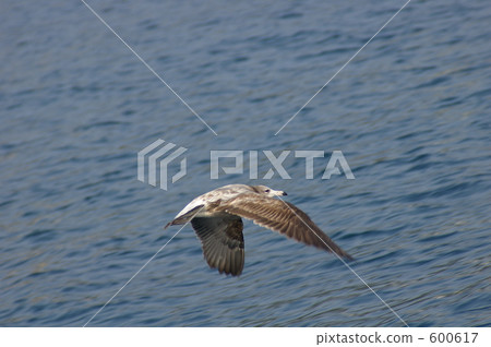 gull, sea gull, one bird 600617