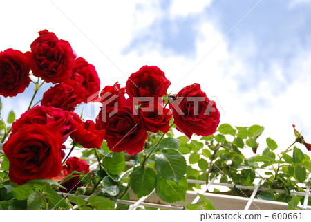 rose, roses, bloom 600661