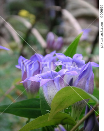 大膽龍的輪廓 600696