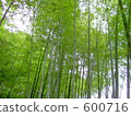 bamboo thicket, bamboo, forest 600716
