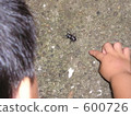 day, play, stag beetle 600726